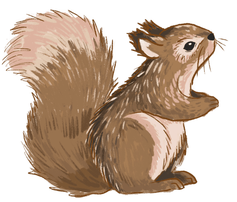 Illustrated fluffy squirrel standing up