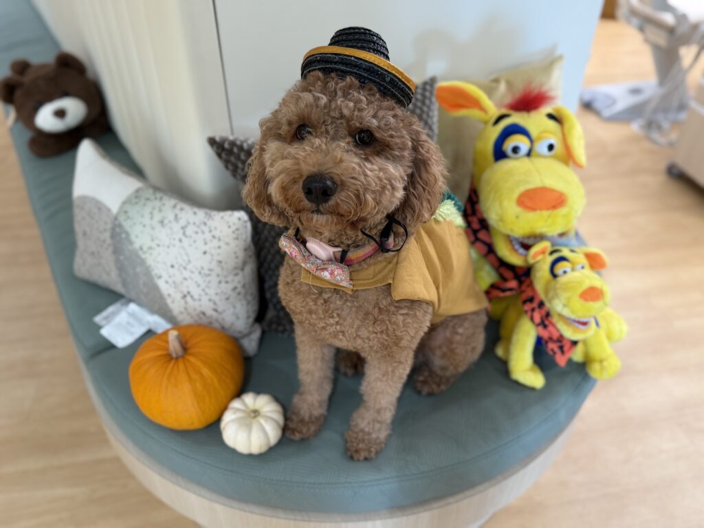 Dog in costume with stuffed animals and pumpkins.